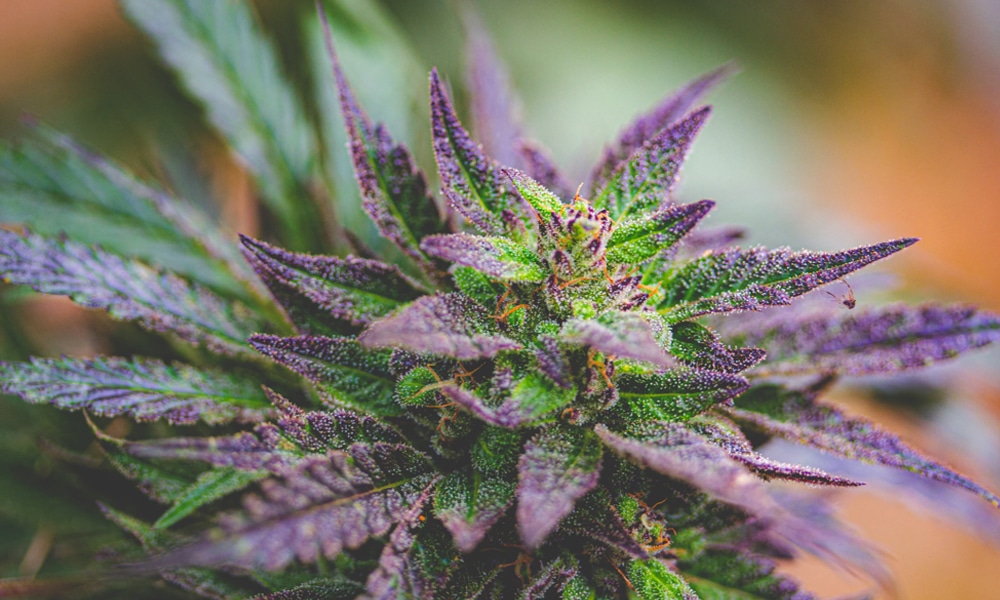 420 Kingdom 420 Kingdom